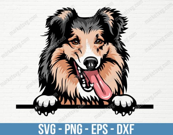 Shetland Sheepdog SVG, Animal Dog Shetland Shepdog Color Peeking SVG, PD17